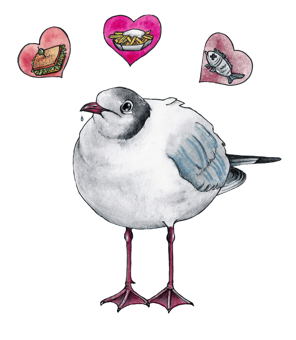 Hungry Gull