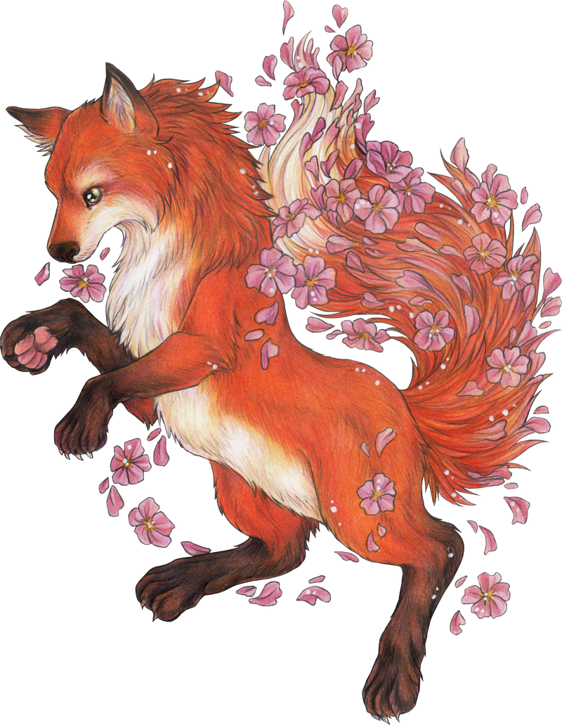 fox with cherry blossoms sakura fox lover
