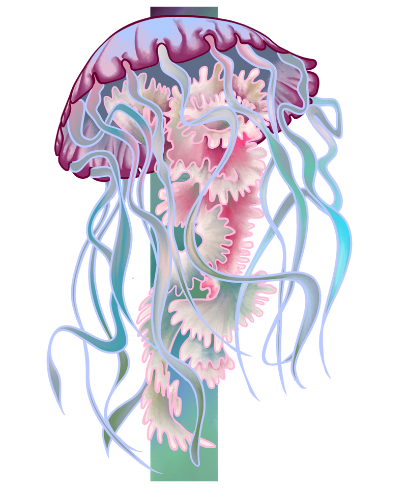 Jellyfish
